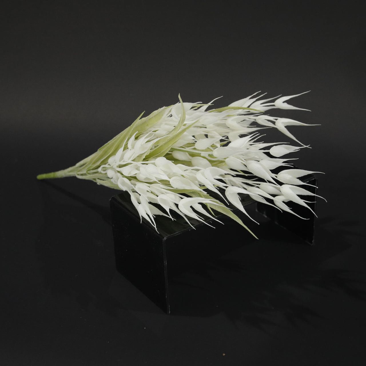 HFL10361 - White Sea Daffodil