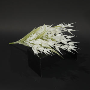 HFL10361 - White Sea Daffodil