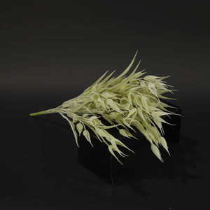 HFL10362 - Green Sea Daffodil