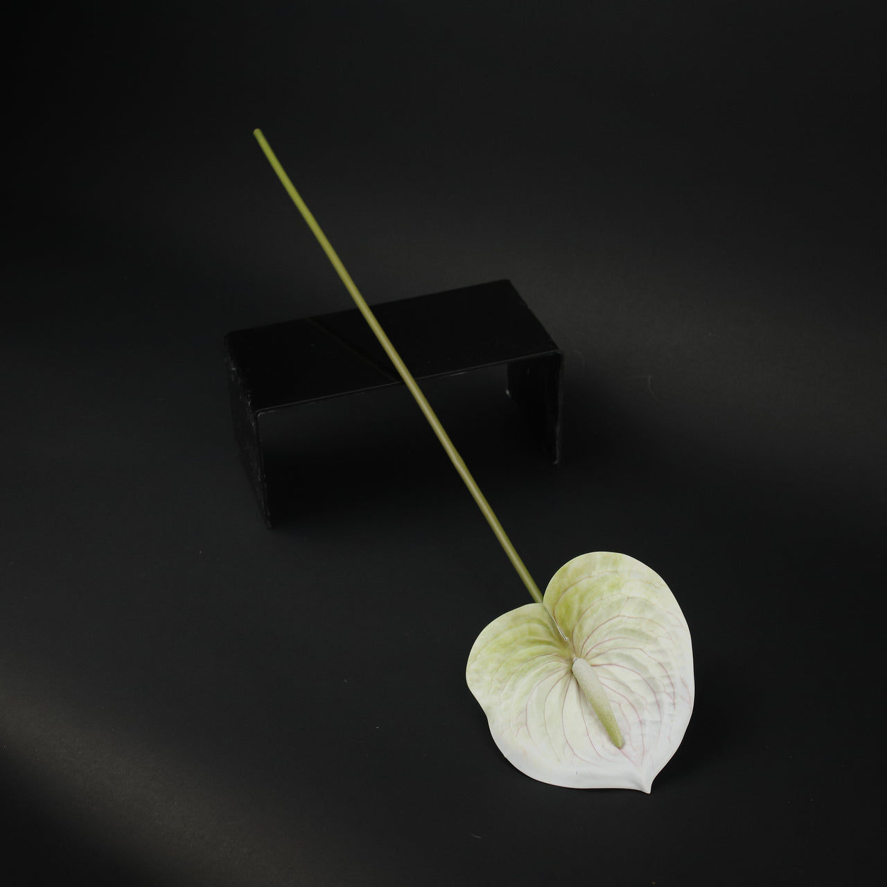 HFL10437 - LS White Anthurium