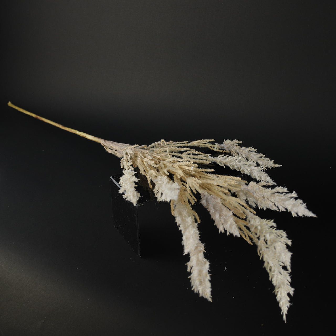 HFL10446 - LS Coffee Sorghum Ears
