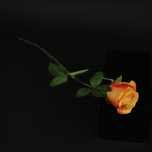 HFL10455 - LS Tangerine Single Rose