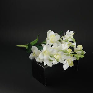 HFL10610 - White Cymbidium Bq