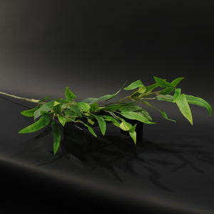 HFL10707 - LS Green Swamp Mahogany