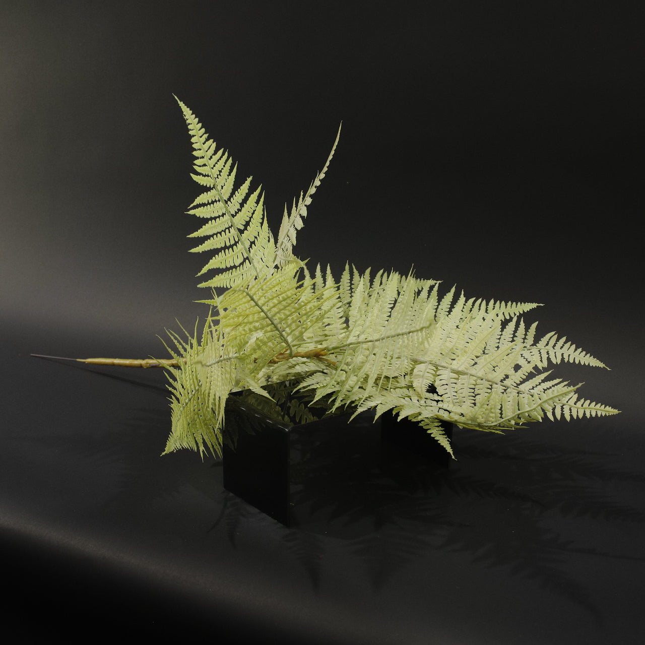 HFL10710 - LS Celadon Lady Fern