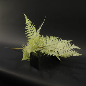 HFL10710 - LS Celadon Lady Fern