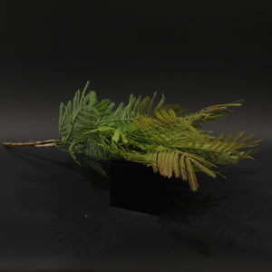 HFL10713 - Variegated Mimosa Bq