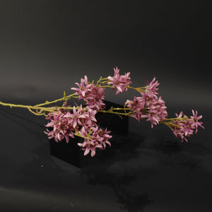 HFL10719 - LS Fuschia Persian Lilac