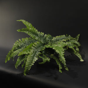 HFL10731 - Boston Fern Bq