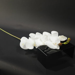 HFL10750 - LS White Butterfly Orchid