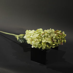 HFL10770 - LS Celery Pagoda Hydrangea