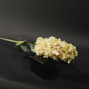 HFL10772 - LS Champagne Pagoda Hydrangea