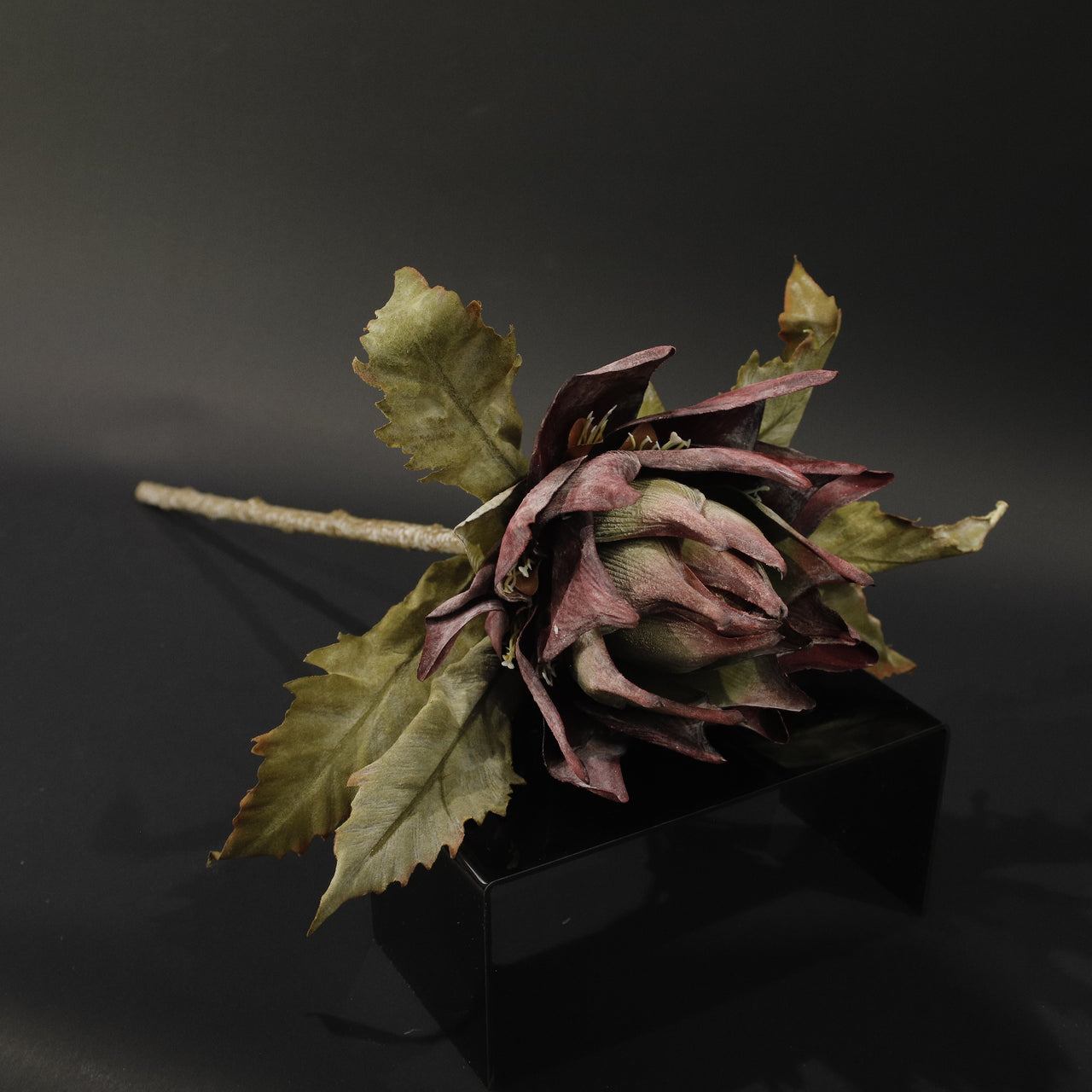 HFL10807 - LS Burgundy King Protea