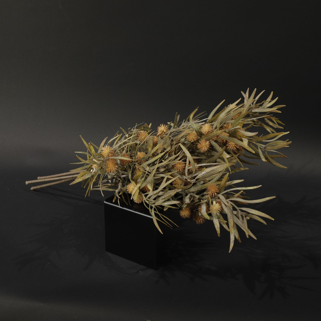HFL10817 - Sand Mimosa Bq