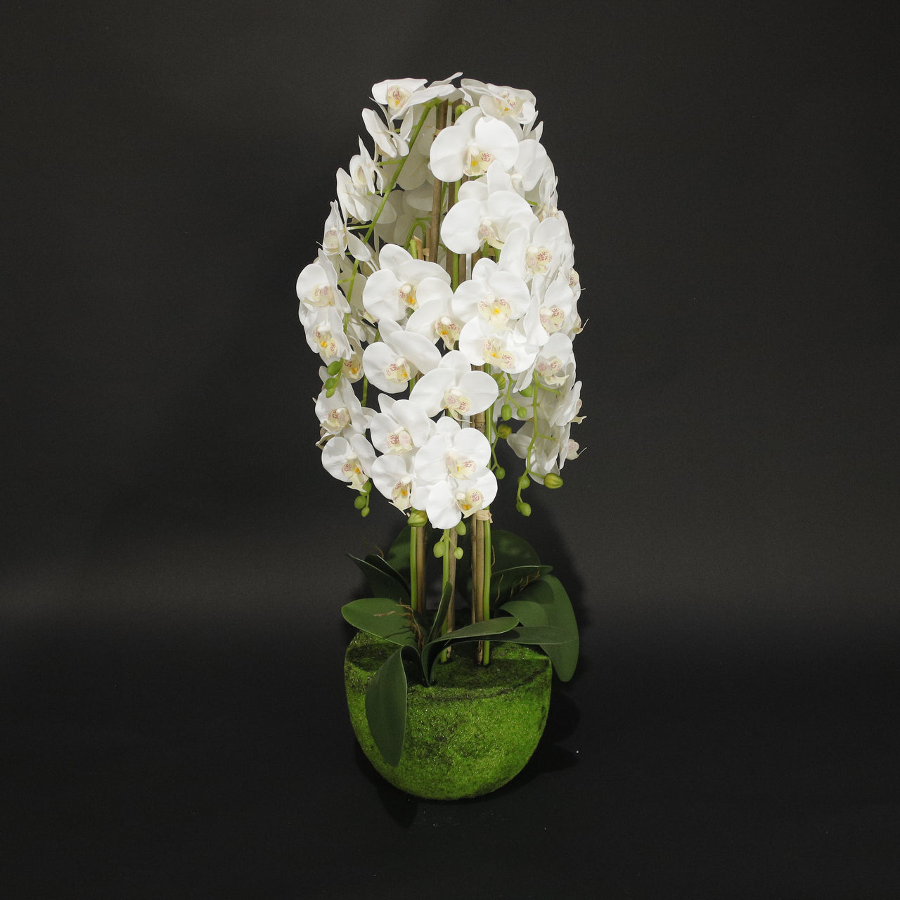 HFL10882 - XL White Orchid Plant