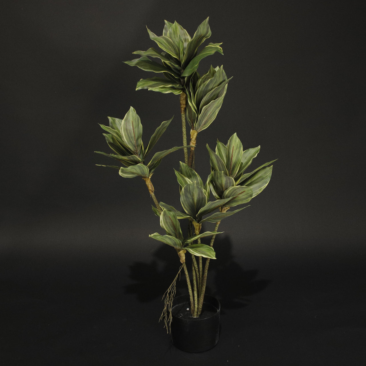 HFL10889 - Green False Hellebore Tree