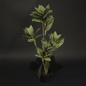 HFL10889 - Green False Hellebore Tree