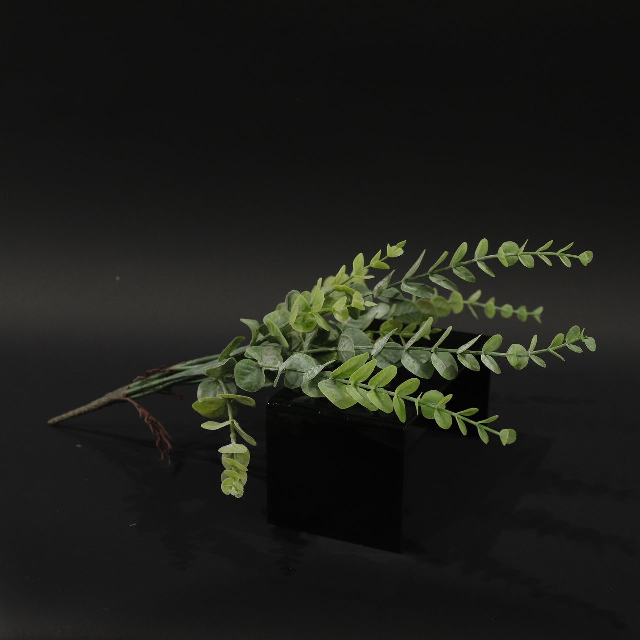 HFL11141 - Baby Eucalyptus