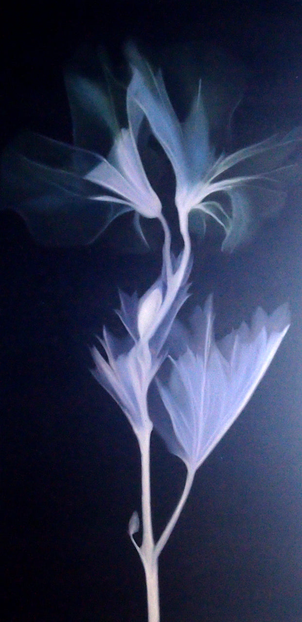 FL5020113 - 24"x48" Original Oil Painting