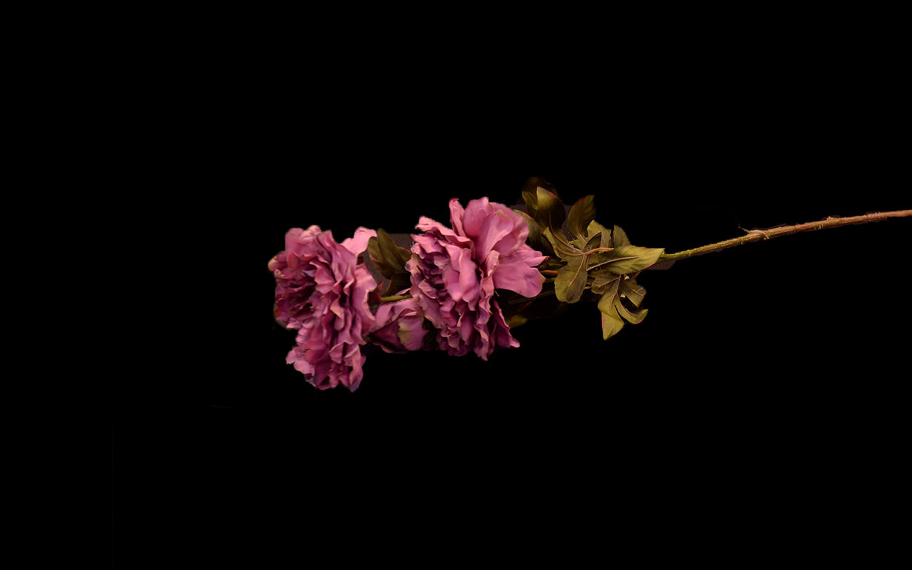 HCFL4780 - Long Stem Fuschia Peony