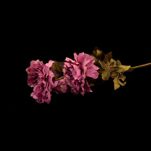HCFL4780 - Long Stem Fuschia Peony