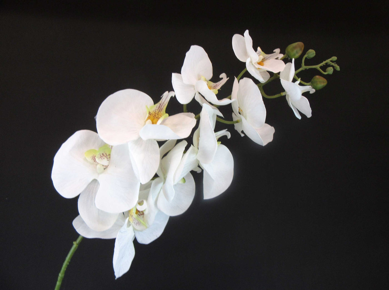 HCFL4790 - White Long Stem Orchid