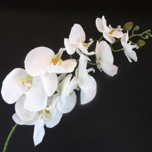 HCFL4790 - White Long Stem Orchid