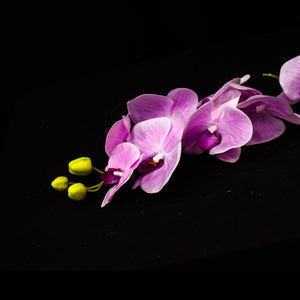HCFL4791 - Purple Long Stem Orchid