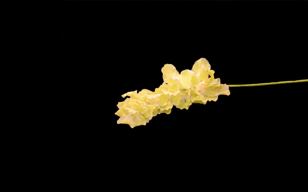 HCFL4792 - Long Stem Green Orchid