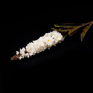 HCFL5286 - Cream Long Stem Stock