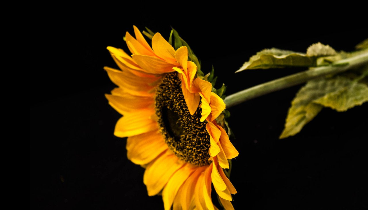 HCFL5299 - Long Stem Yellow Sunflower