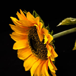 HCFL5299 - Long Stem Yellow Sunflower