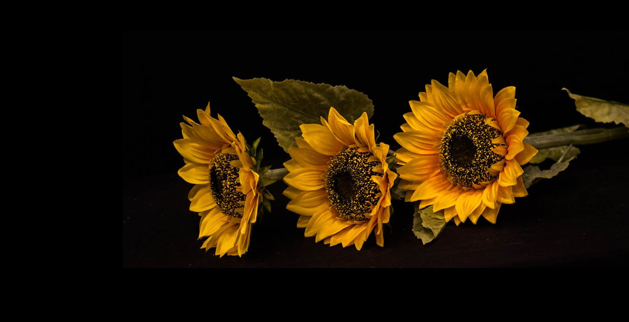 HCFL5300 - Long Stem Yellow Triple Sunflower