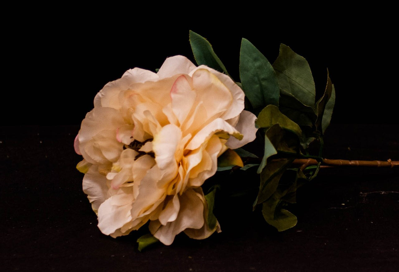 HCFL5303 - Long Stem Cream Peony