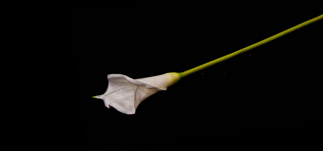 HCFL5307 - Long Stem White L Calla Lily