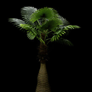 HCFL5310 - Palm Tree Large