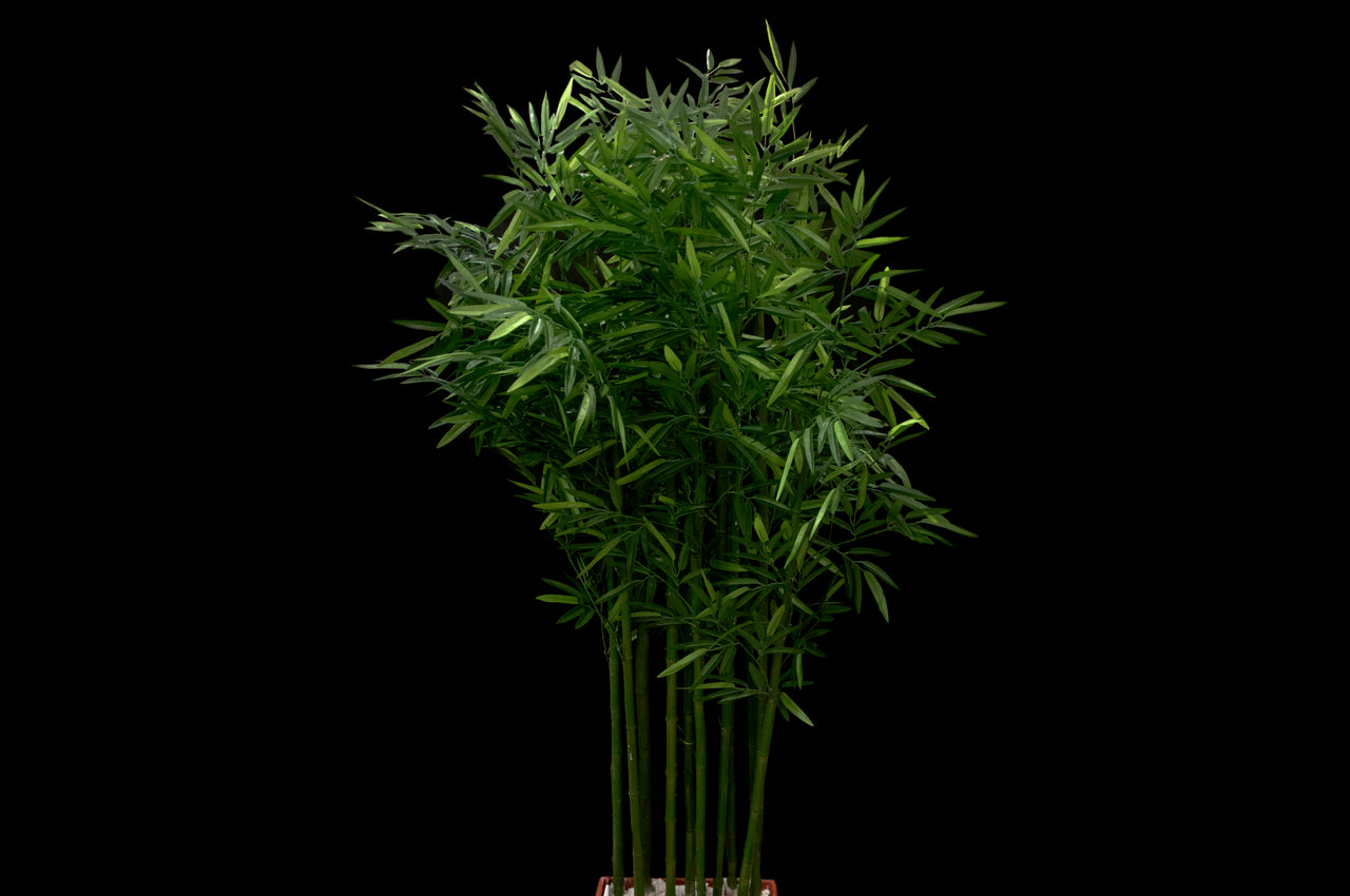 HCFL5312 - Bamboo Tree