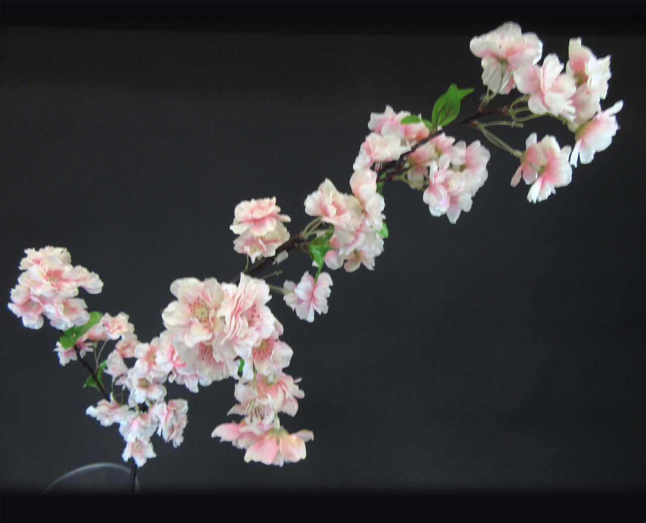 HCFL5642 - Long Stem Blush Cherry Blossom
