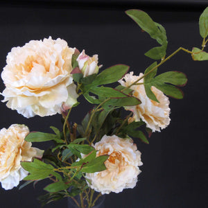 HCFL5696 - Blush LS Peony Bouquet