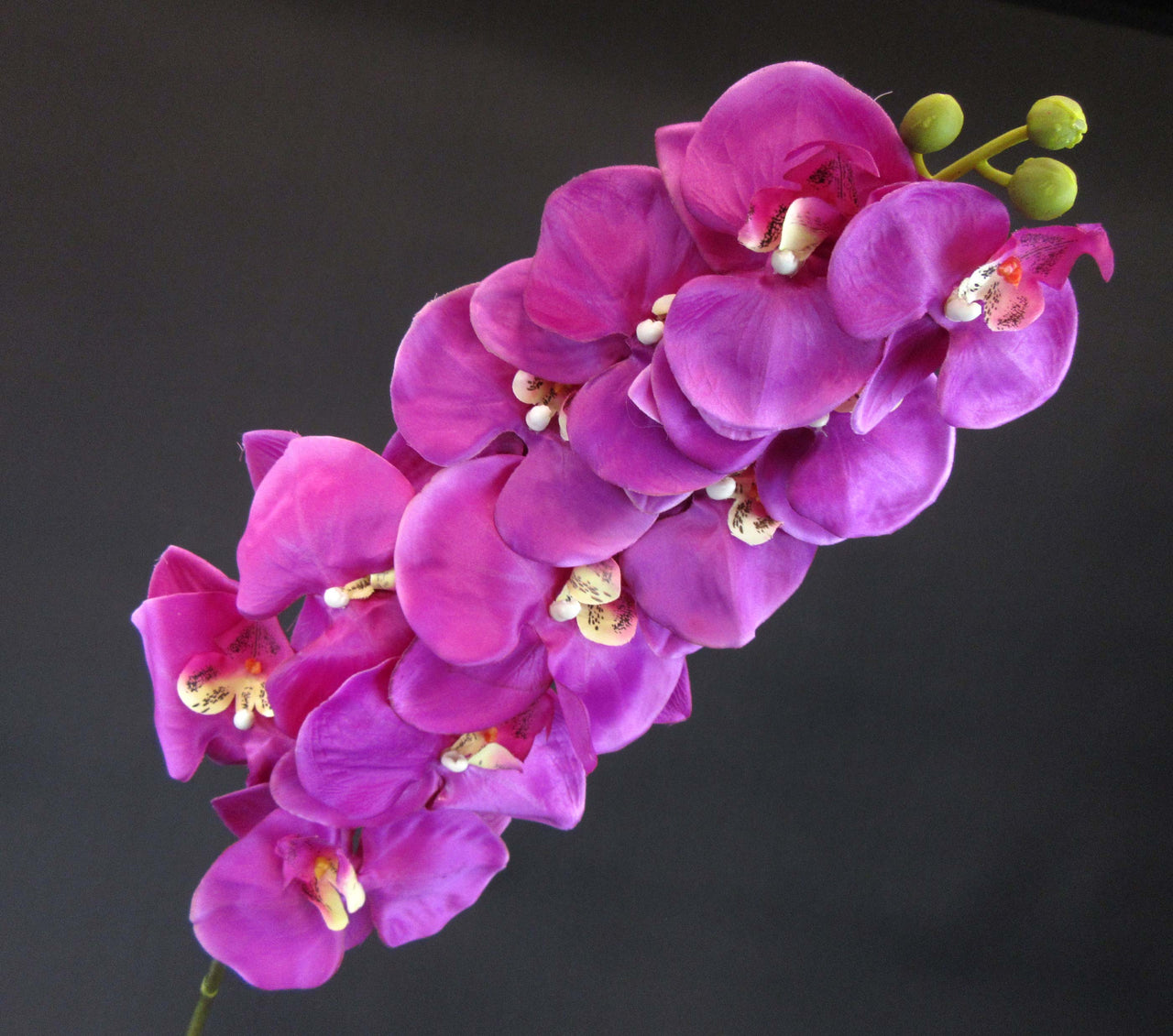 HCFL5818 - Dk Purple Double Orchid