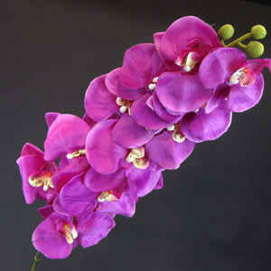HCFL5818 - Dk Purple Double Orchid