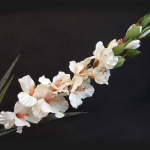 HCFL5844 - Long Stem Cream Gladiola