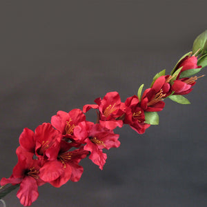 HCFL5845 - Long Stem Burgundy Gladiola