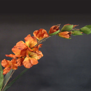 HCFL5846 - Long Stem Rust Gladiola