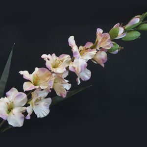HCFL5848 - Long Stem Salmon Gladiola