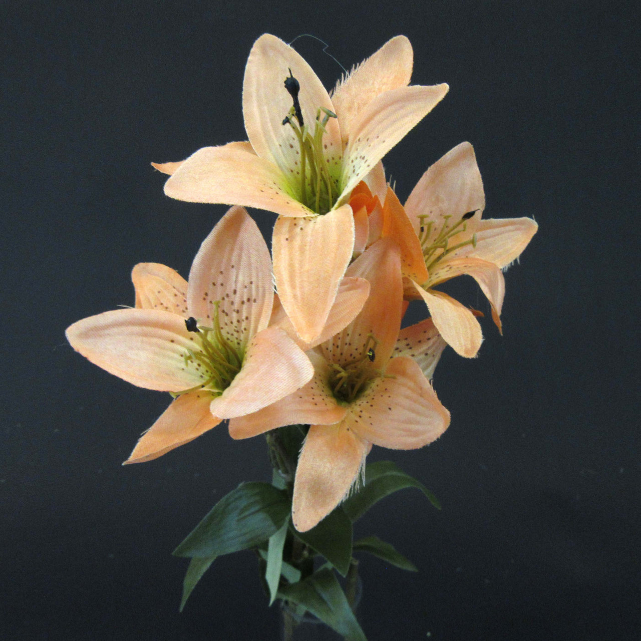 HCFL5857 - Salmon Long Stem S Lily