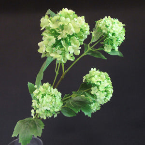 HCFL5862 - Green LS Pincushion Hydrangea