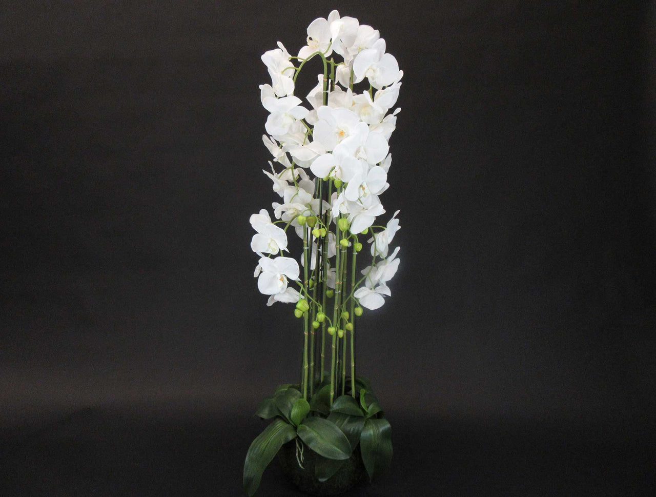 HCFL5928 - White Orchid Plant