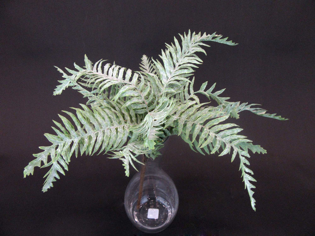 HCFL5931 - Frosted Fern