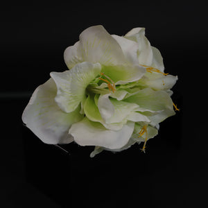 HCFL5992 - Cream Kaffir Lily